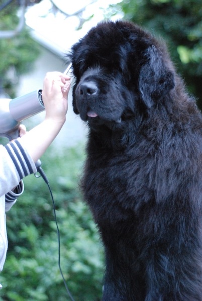 best dog clippers for newfoundland