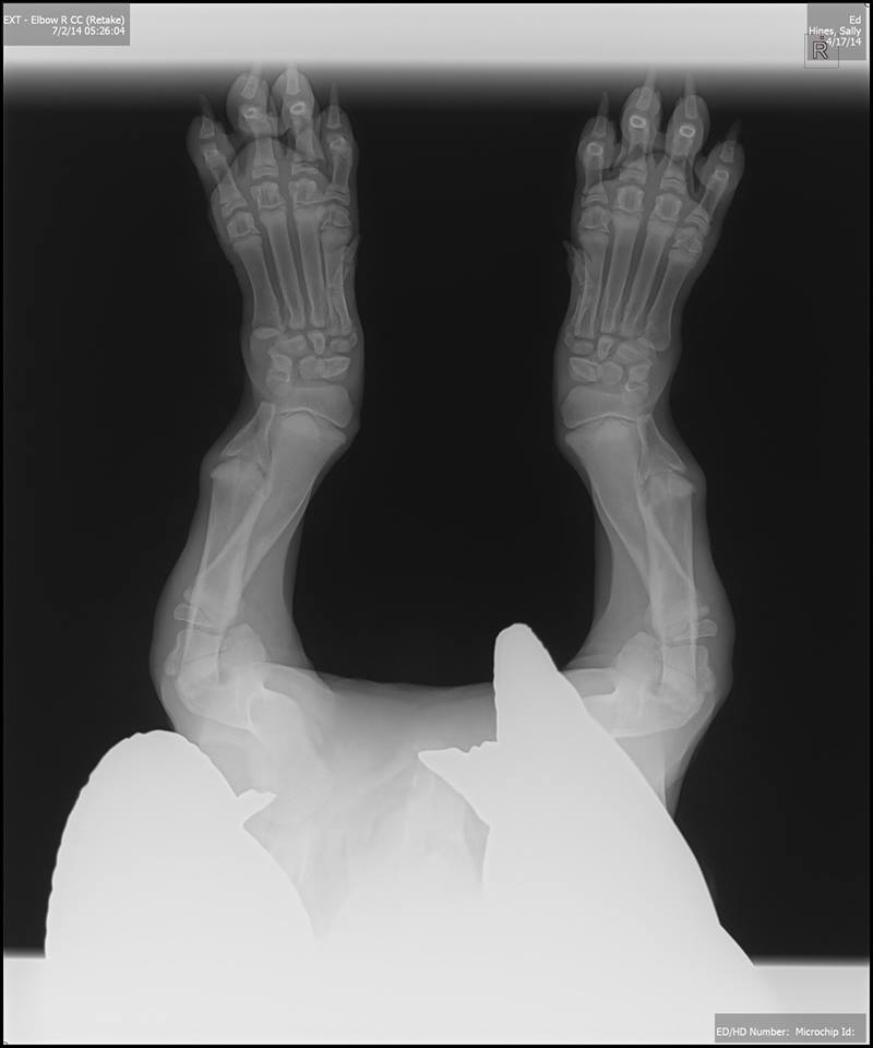 Sisuxray